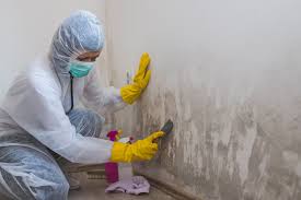 Reliable Dover Plains, NY Mold Removal Solutions